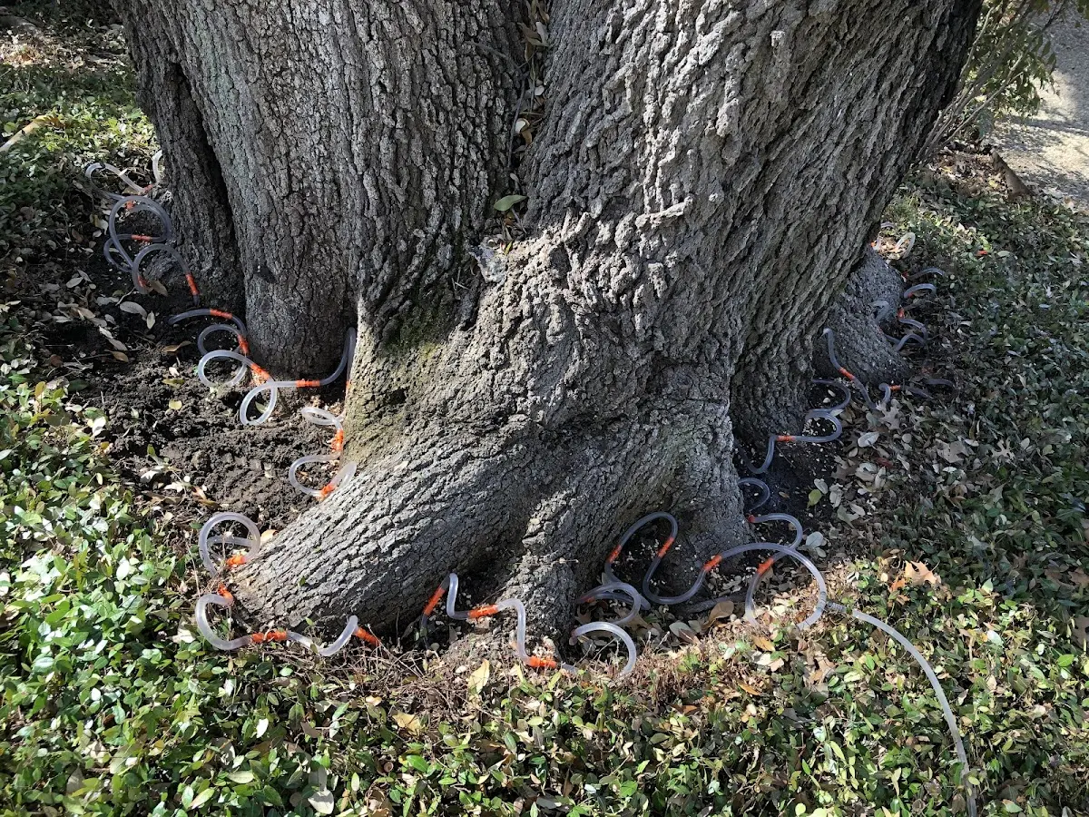 Detailed Tree Cabling and Bracing job site in Villa Park