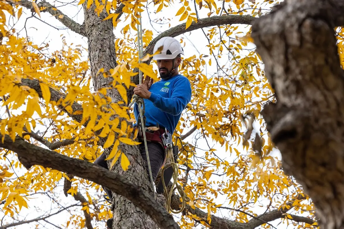 Skilled Tree Planting crew working in Villa Park