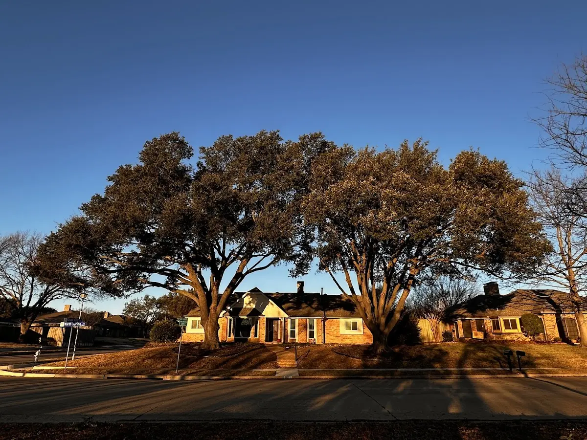 Established residential canopy tree shading a home in Villa Park