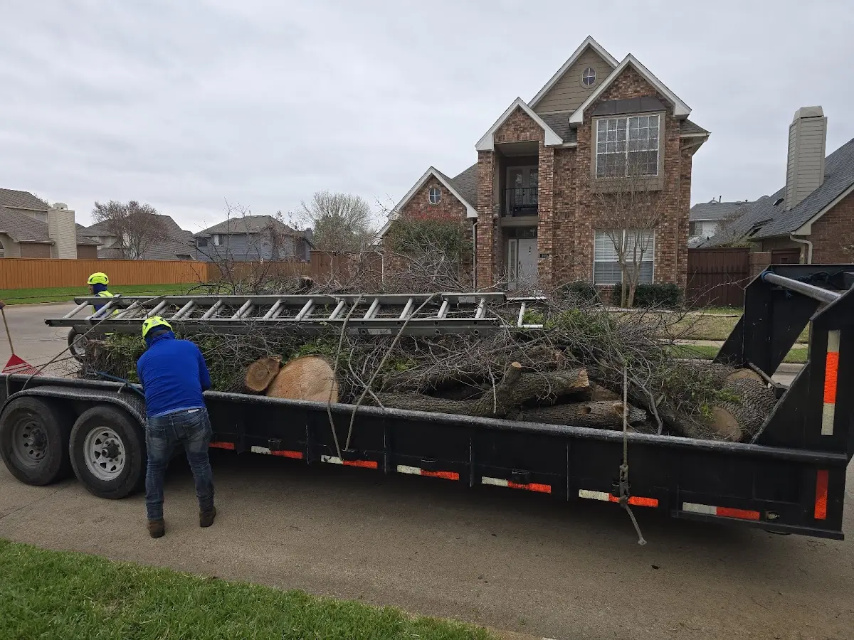 Expert Tree Pest Control with proper safety equipment in Villa Park